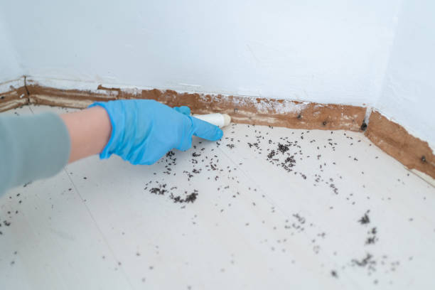 Best Pest Control for Homes  in Jasonville, IN